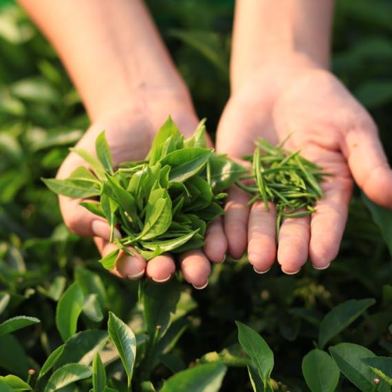 Trà Xanh Thái Nguyên – Tinh Hoa Đất Việt Và Nghệ Thuật Phân Biệt Các Loại Trà